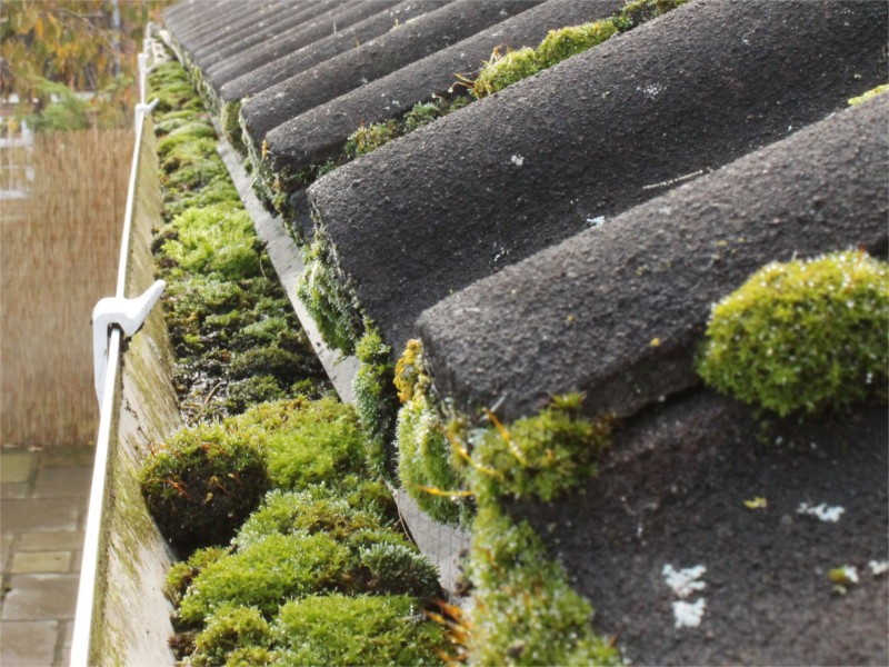 roof-moss-in-gutters