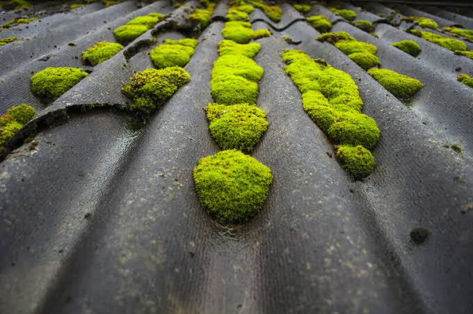 roof-moss-in-gutters